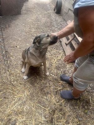 Vida sucht ein Zuhause  Bild 3