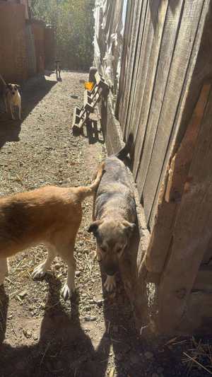 Vida sucht ein Zuhause  Bild 5