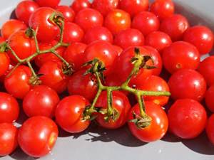 Balkontomate Bajaja Tomatensamen - ertragreiche Ernte mit bis zu 700 Früchten