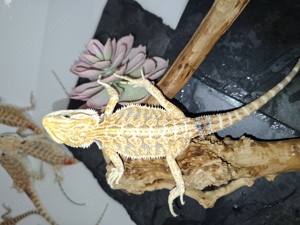 Bartagame Männchen "Male " Blue Tiger Helloween Sale 25%" 48  