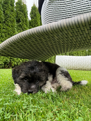 Shih-Poo Welpe