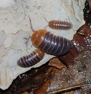 Armadillidium flavoscutatum "Red Head" Zierassel Terrarium  Bild 2