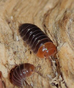 Armadillidium flavoscutatum "Red Head" Zierassel Terrarium 