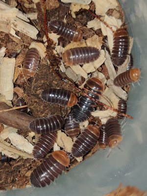 Armadillidium flavoscutatum "Red Head" Zierassel Terrarium  Bild 4