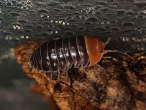 Armadillidium flavoscutatum "Red Head" Zierassel Terrarium  Bild 3