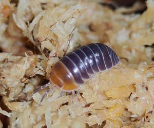 Armadillidium flavoscutatum "Red Head" Zierassel Terrarium  Bild 5