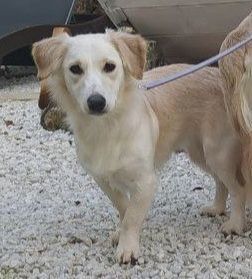 Ausreise 3.11 nach Adoption Mini Golden Retriever Mix Hündin 1J 13kg 33cm VIDEO 