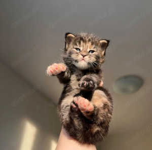 Reinrassige Maine-Coon-Kätzchen zu verkaufen.  