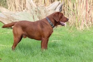 Labrador Deckrüde in der seltenen Farbe dark foxred