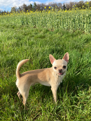 Chihuahua Rüde 2,5 jährig