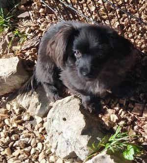 Dackel Pekinese Rüde schwarz 12Mon 3,8kg 25cm Ausreise 3.11 nach Adoption Video