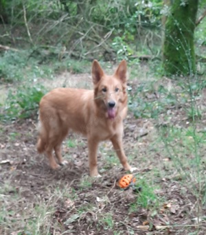 Bordercollie - Malinois Mädchen 7 Monate sucht Spielpartner auf Lebenszeit