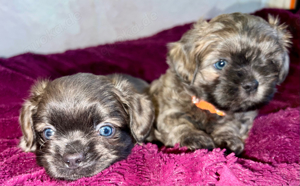 Malteser Shih-Tzu