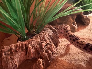 Terrarium mit Leoparden Geckos  