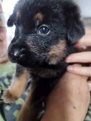 Hundewelpen Akita Inu Schäferhund Mischlinge 