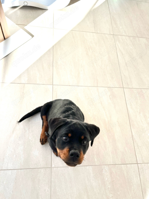 Rottweiler Welpe