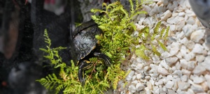 Wasserschildkröte in Teichhaltung Abzug 