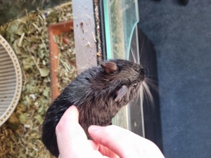 Degu Männchen 