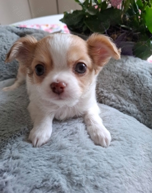 Chihuahua reinrassiger Welpe 