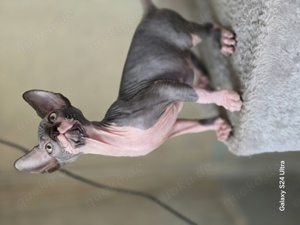 Sphynx Nacktkatze Kater 