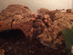 Vogelspinne Brachypelma hamorii (1.0) 4cm