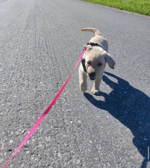 Neuer Wurf süßer und gesunder Labrador Retriever-Welpen zu verkaufen