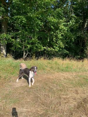 *FLINN* - Australian Shepherd Mix 