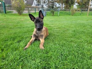 Malinois Rüde  12 Wochen alt,geschipt vollständig geimpft und entwurmt  mit Papieren. 