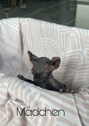 *Canadische & ELF Sphynx kitten   Stammbaum*