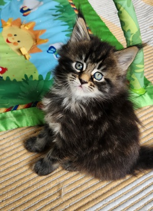 =^..^=Bezaubernde Maine Coon kitten mit Stammbaum aus seriöser Zucht =^..^=