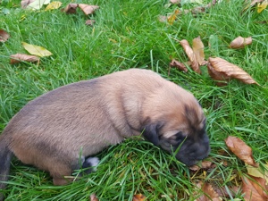 Schäferhund Pyrenähenberghund  Welpe 