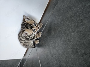 Bengal Mix Kitten zu verkaufen 