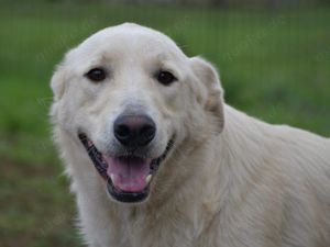 Taito sucht sein Zuhause (noch auf Sardinien)