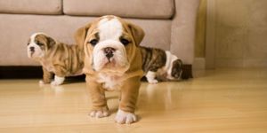 Englische Bulldoggenwelpen 