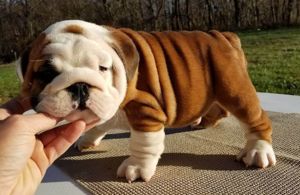 Englische Bulldoggenwelpen 