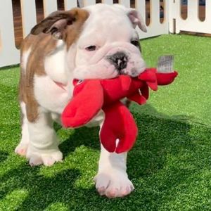 Englische Bulldoggenwelpen 