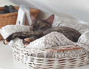 Traumkatze sucht dich 