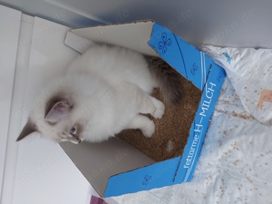 Ragdoll Kätzchen 