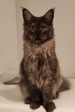 Maine Coon mit Staummbaum 