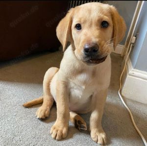 Liebevolle Labrador Retriever Welpen zu verkaufen