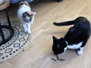 Katzen suchen liebevolles Zuhause 