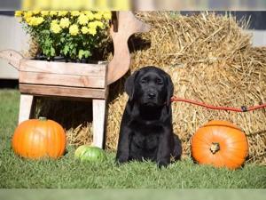 Labrador Welpen in tollen Farben