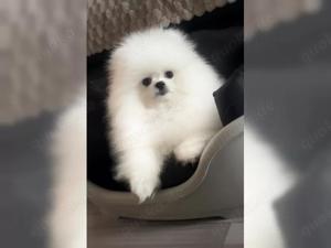 Wunderschöne reinrassige Zwergspitz Pomeranian Welpen