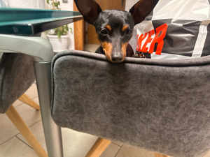 Zwergpinscher 