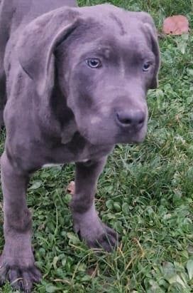 Cane Corso zu vermitteln 