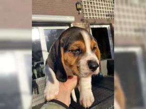 Beagle welpen suchen ein liebevolles Zuhause