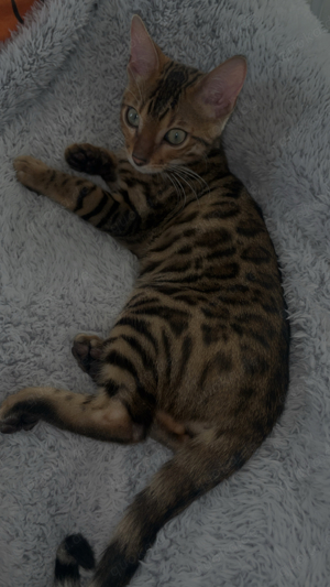 bengal katzen mädchen 