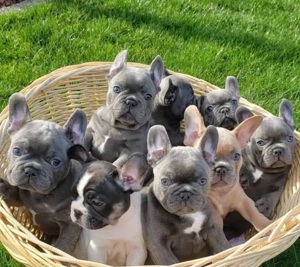 Wunderschöne Französische Bulldogge in Blue