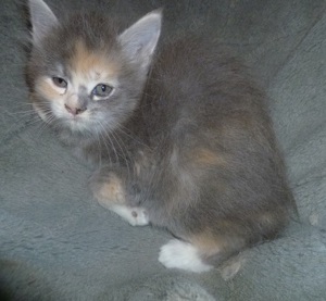 Maine Coon Kitten