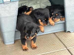 Entzückende Rotti-Welpen zu verkaufen